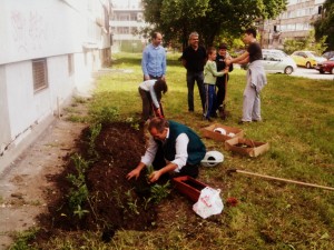 Sade u dvorištu uz pomoć susjeda (Hrasno, Sarajevo)